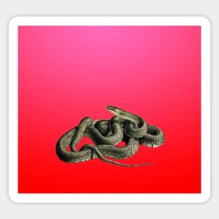 Gradient vintage snake design Sticker